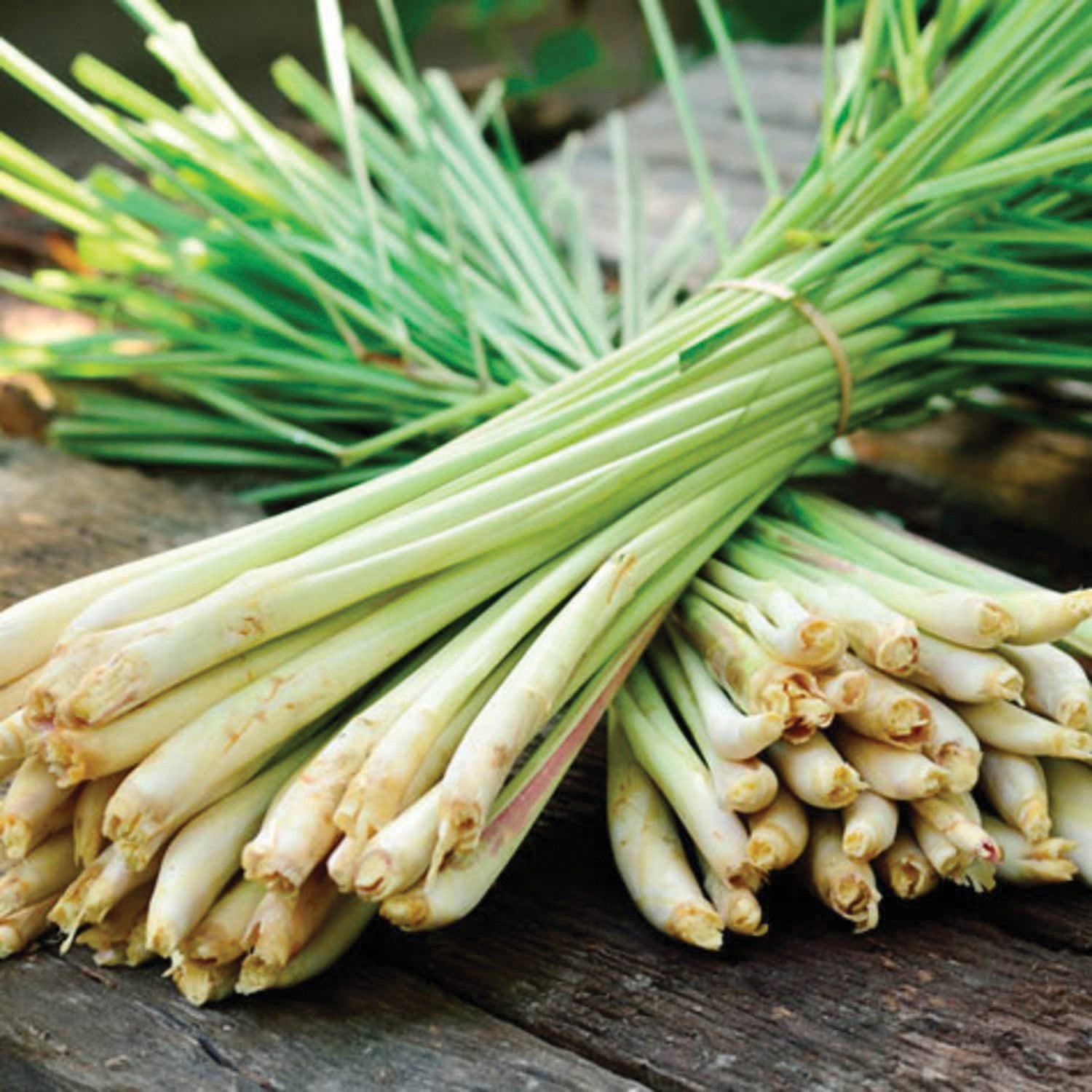 Lemongrass – MIgardener