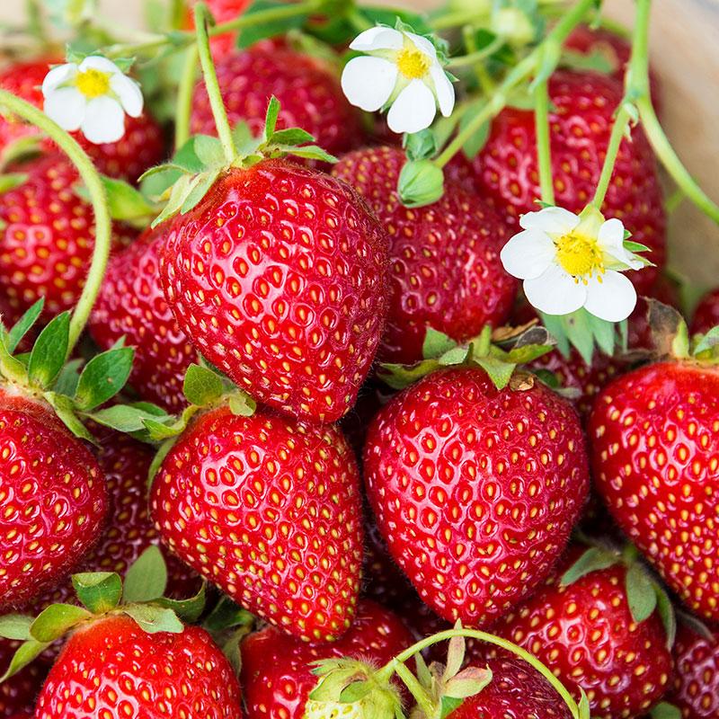 Honeoye Strawberry 10 Ct. (Junebearing)