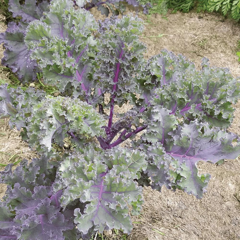 Red Russian Kale –