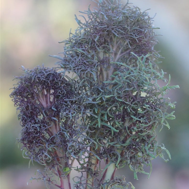 Feathered Frills Kale