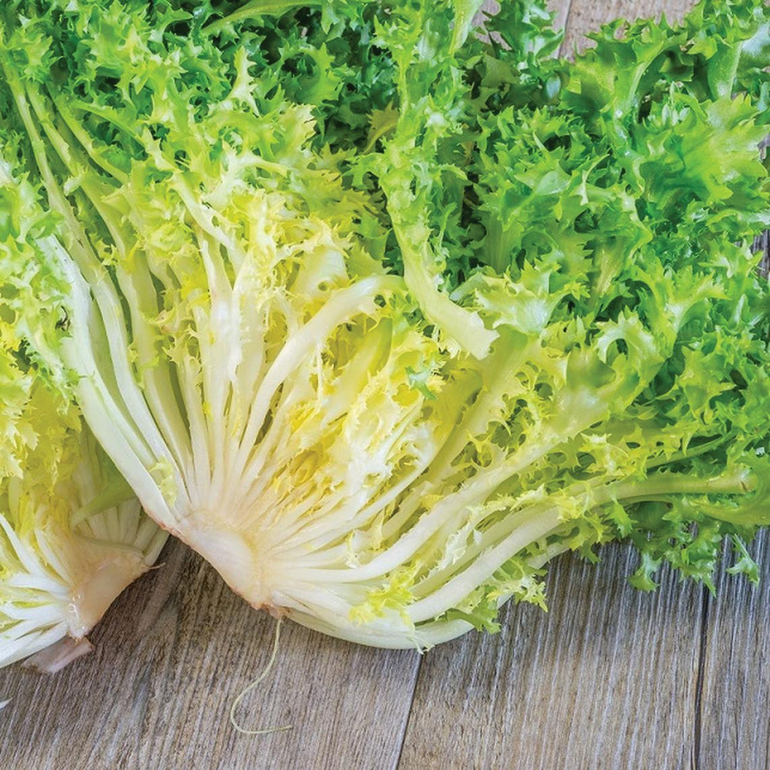 Keystone Endive Endive Planting Guide