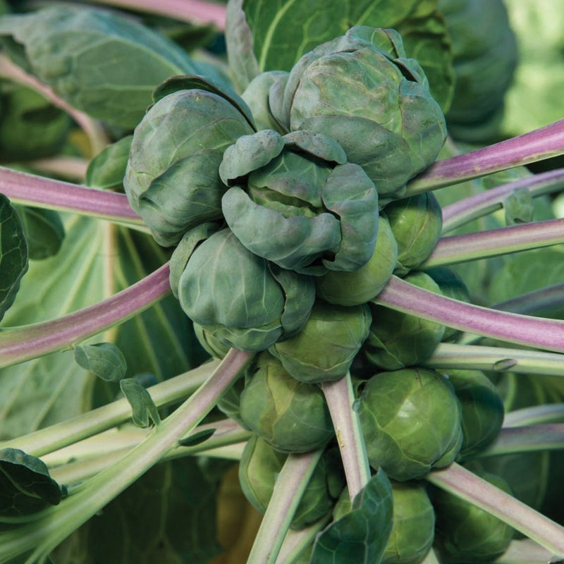 Long Island Brussel Sprout