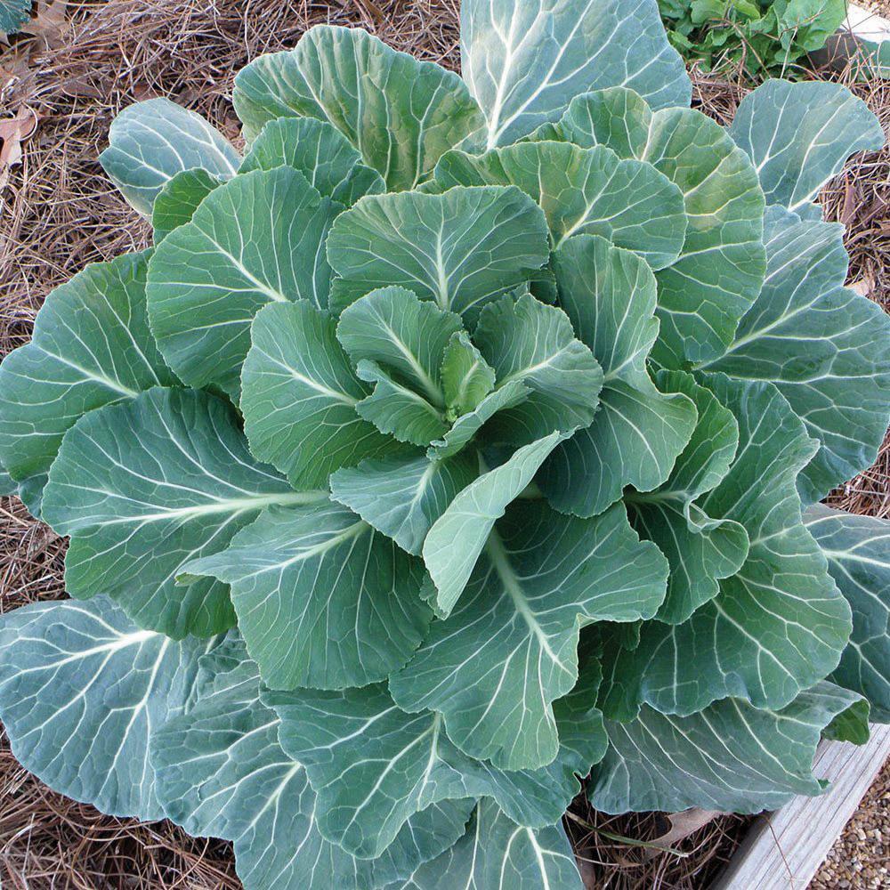 Georgia Southern Collards – MIgardener
