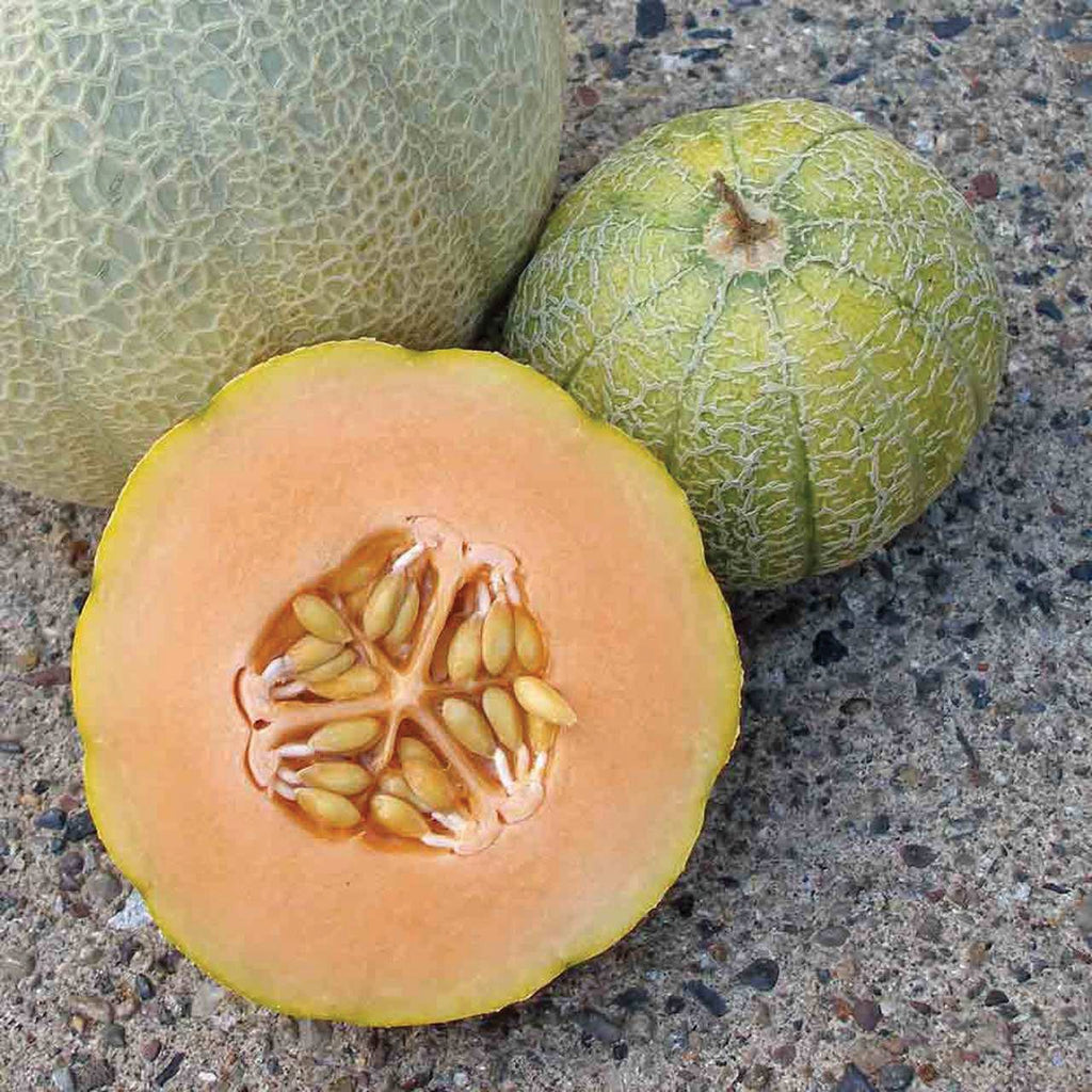 Minnesota Midget Cantaloupe Melon – MIgardener