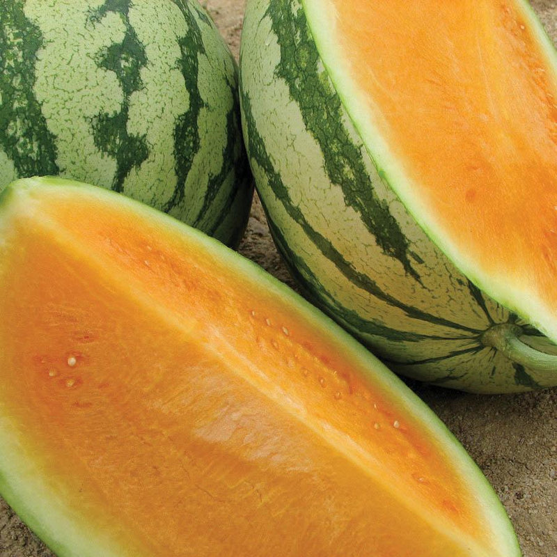 Tendersweet Orange Watermelon – MIgardener
