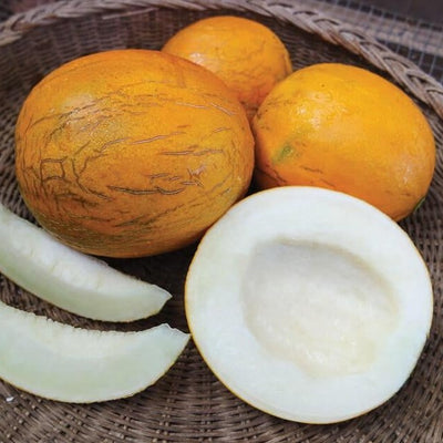 Orange Flesh Honeydew Melon – MIgardener