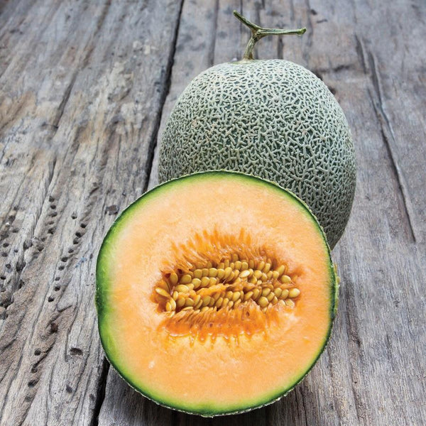 ■MELON＊■ Amazon.com : Whimsy F1 Hybrid Melon Seeds - 4 Oz ~3600 Seeds