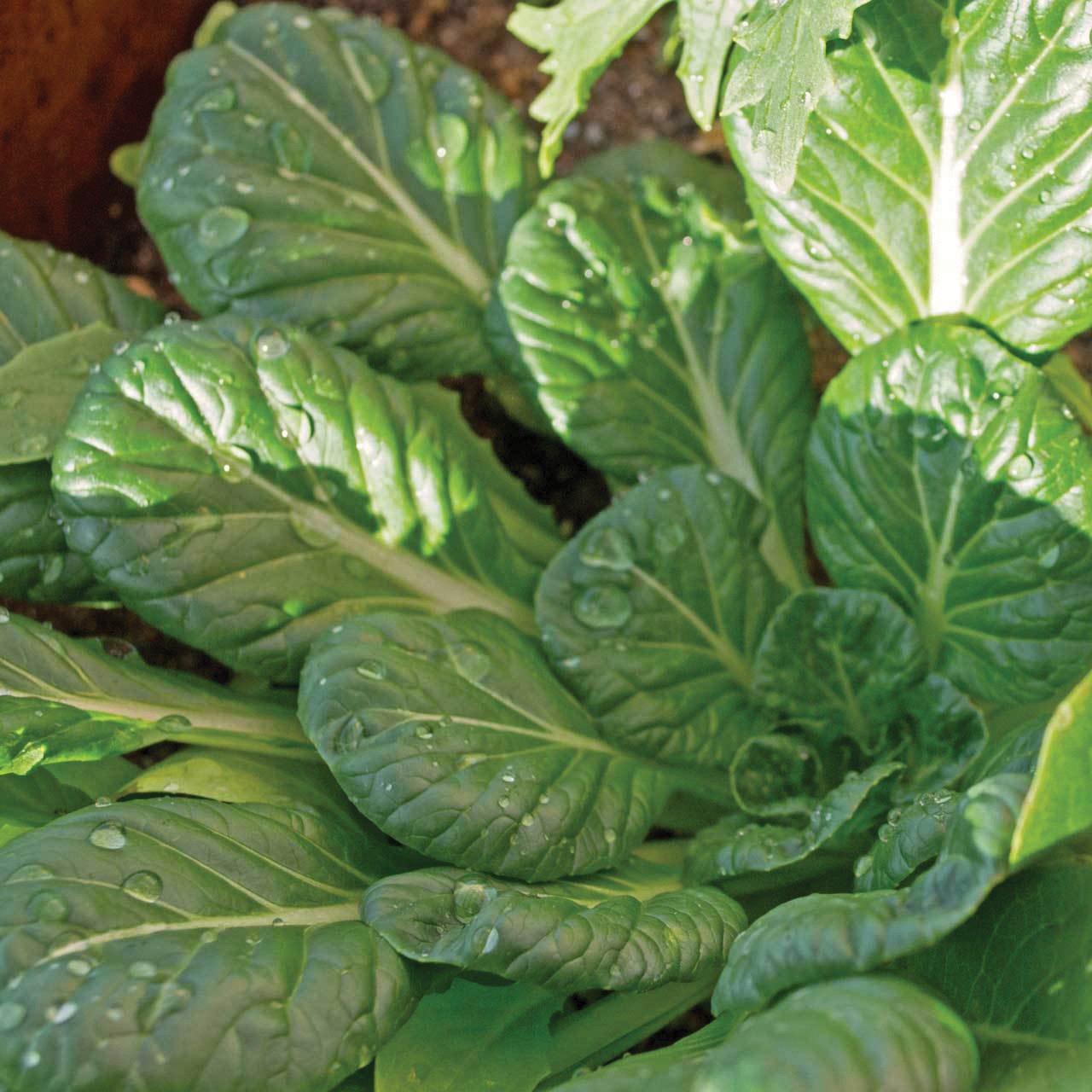 MIgardener Tatsoi Mustard