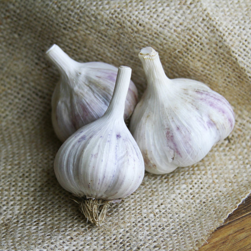 2023 Metechi (Hardneck) Garlic