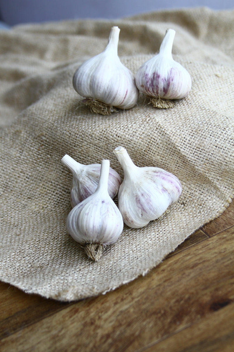 Metechi (Hardneck) Garlic