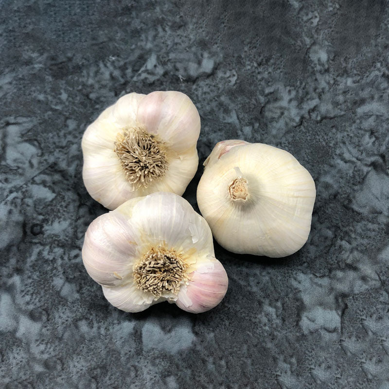 Nootka Rose (Softneck) Garlic