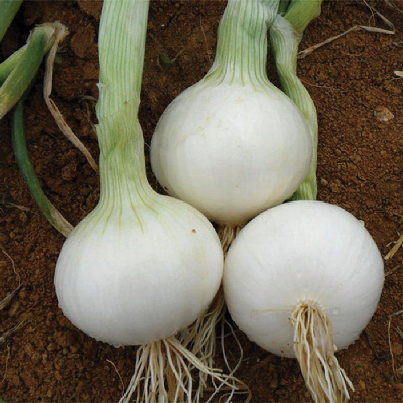 Southport White Globe Onion