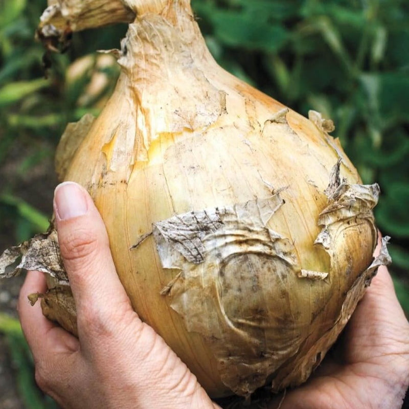 Kelsea Onion