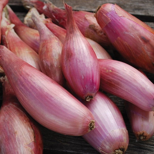 planting shallot seeds Zebrune Shallot – MIgardener