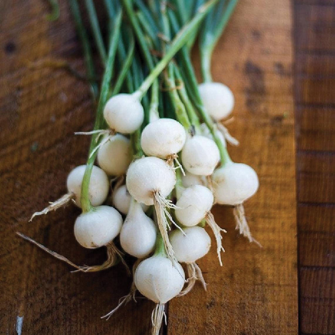 MIgardener Onion