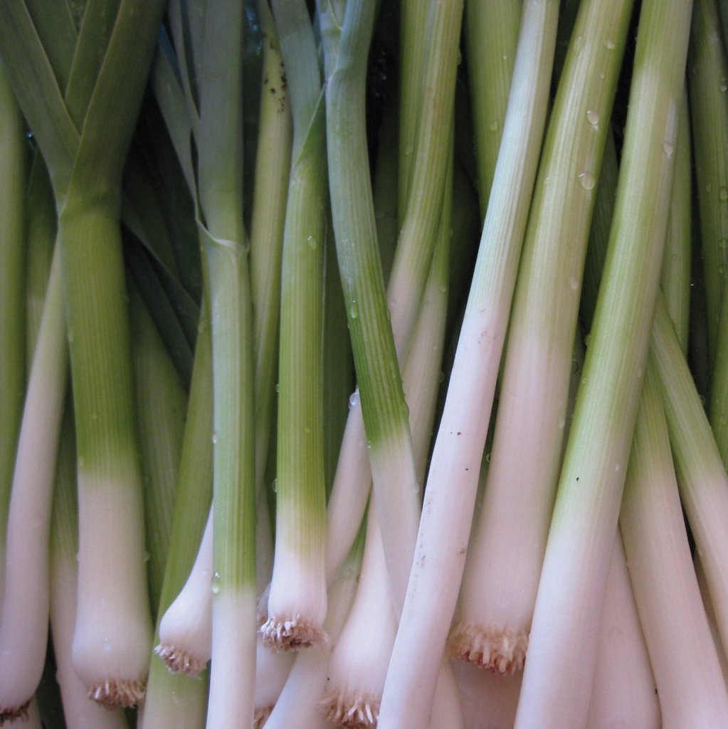 Tokyo Long White Bunching Onion – MIgardener