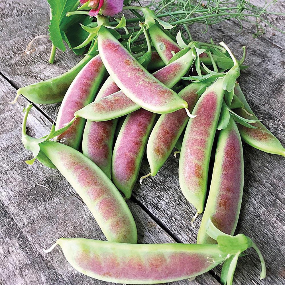 Spring Pea Color Spring Blush Pea – MIgardener