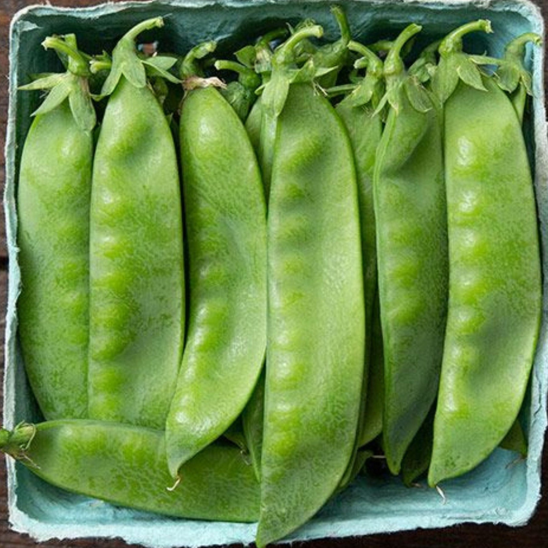 Avalanche Pea – MIgardener