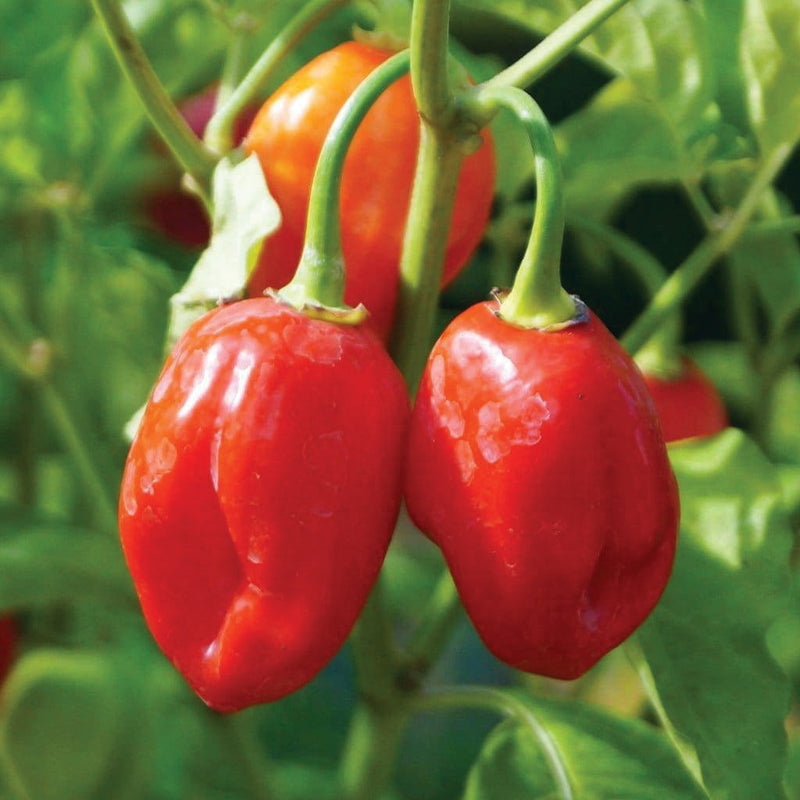 Carribean Red Habanero Pepper