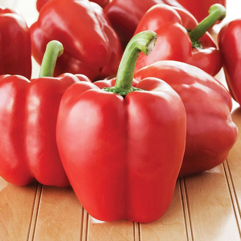Big Red Bell Pepper – MIgardener