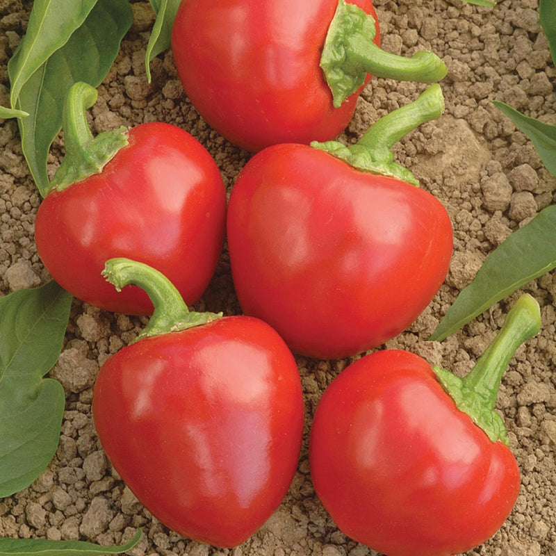 Large Red Hot Cherry Pepper