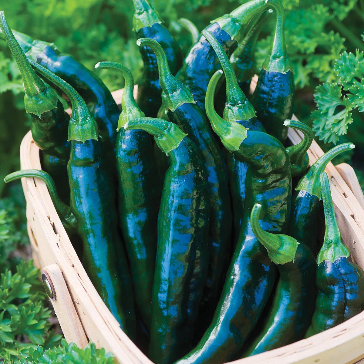 Pasilla Bajio Pepper – MIgardener