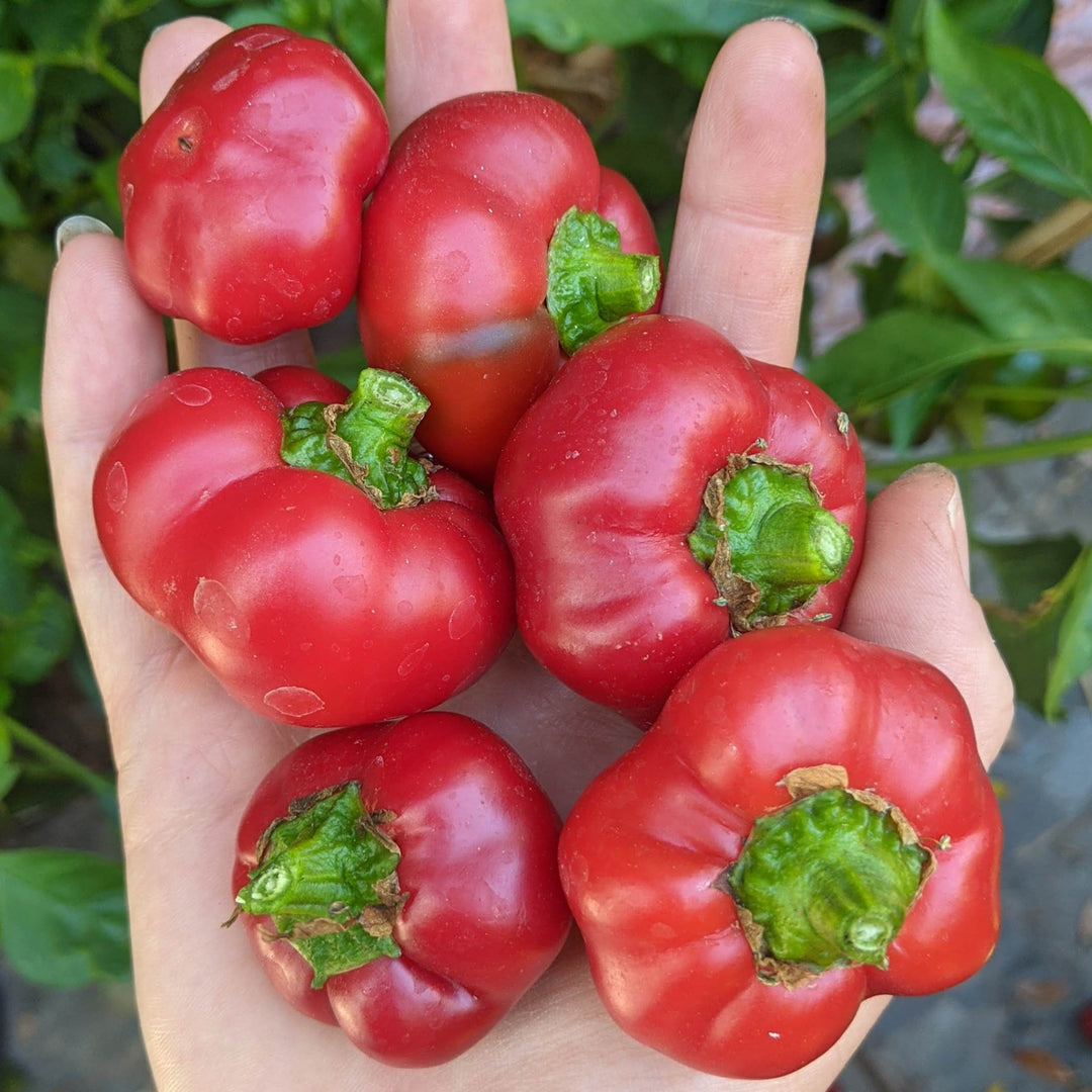 paprika plant seeds Alma Paprika Pepper