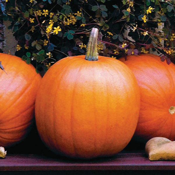 Jack O Lantern Pumpkin – MIgardener