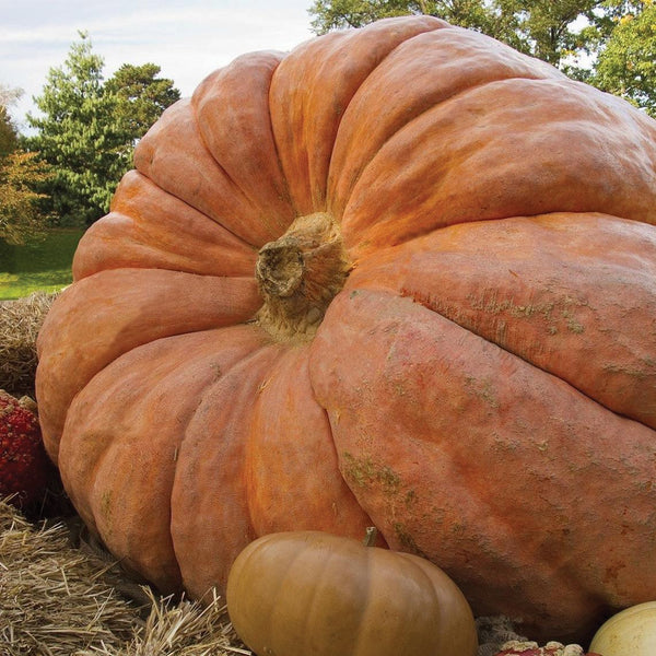 large pumpkin seeds for planting Atlantic Giant Pumpkin – MIgardener