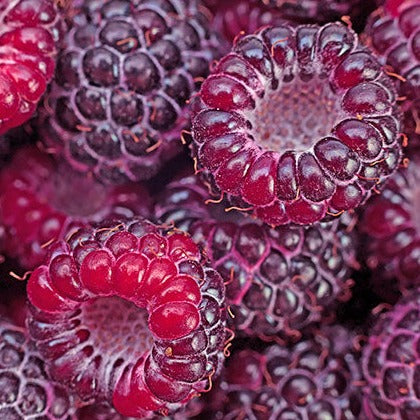 Royal Glamour Raspberry Royalty Purple Raspberry – MIgardener