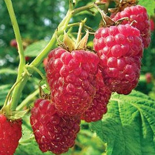 Heritage Raspberry