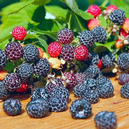 Jewel Black Raspberry