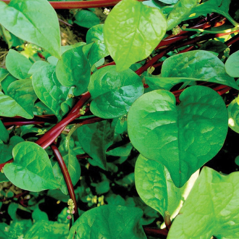 Red Malabar Spinach