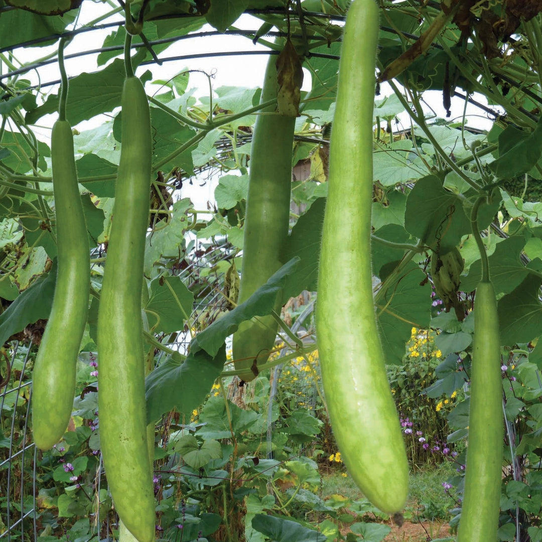 Cucuzzi Squash – MIgardener