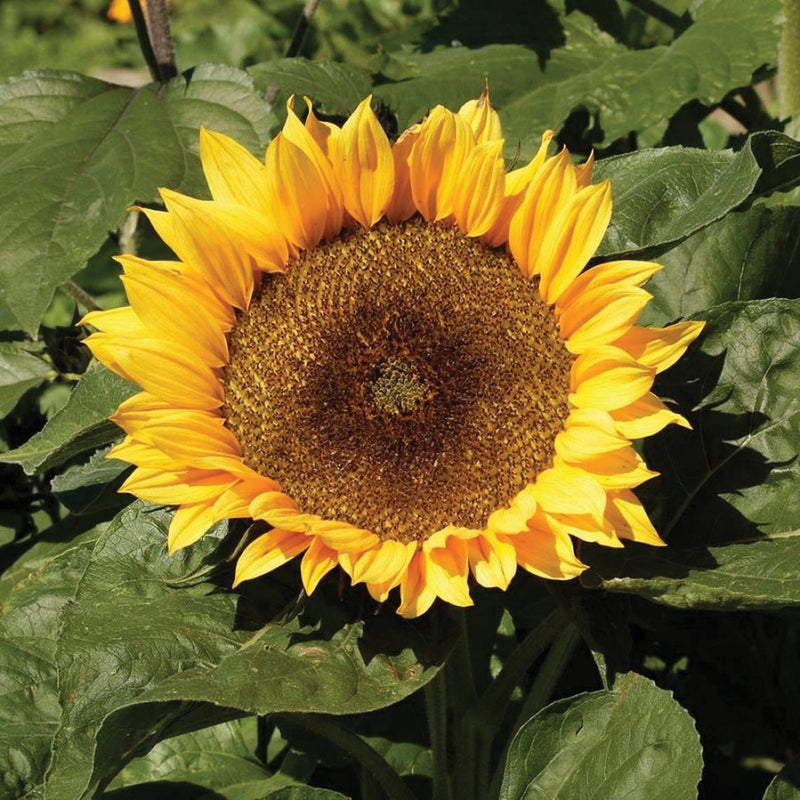 Sunspot Dwarf Sunflower – MIgardener