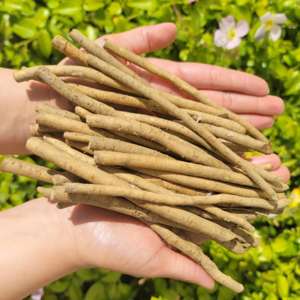 PRE-ORDER: Big Top Horseradish Roots (3 Stems) – MIgardener