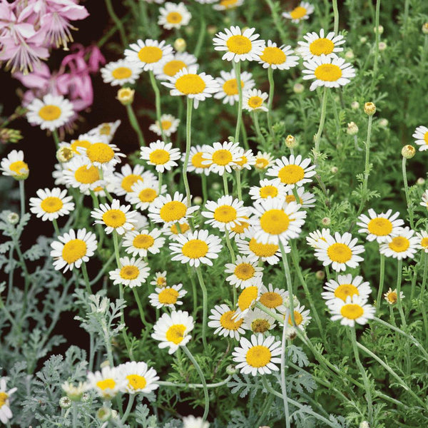 Chamomile, German (Canada) – Incense Route