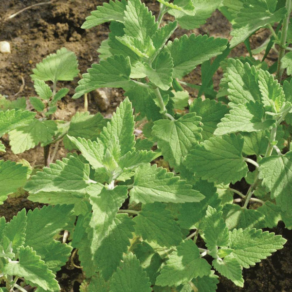 Catnip Seeds – MIgardener
