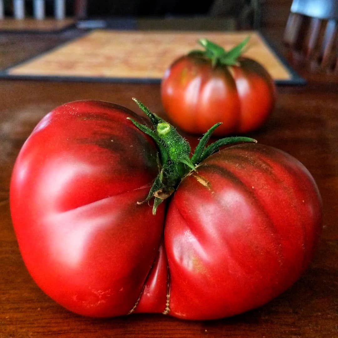 Black Sea Man Tomato MIgardener