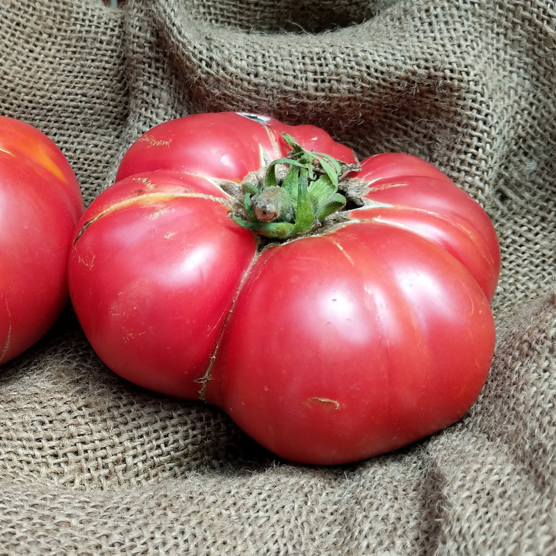 Pink Brandywine Organic Slicing Tomato - Fedco Seeds Pink Brandywine Organic Slicing Tomato - Fedco Seeds