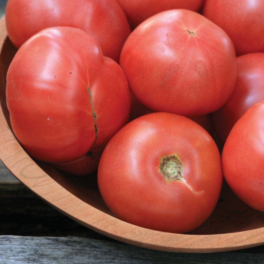 Arkansas Traveler Tomato – MIgardener
