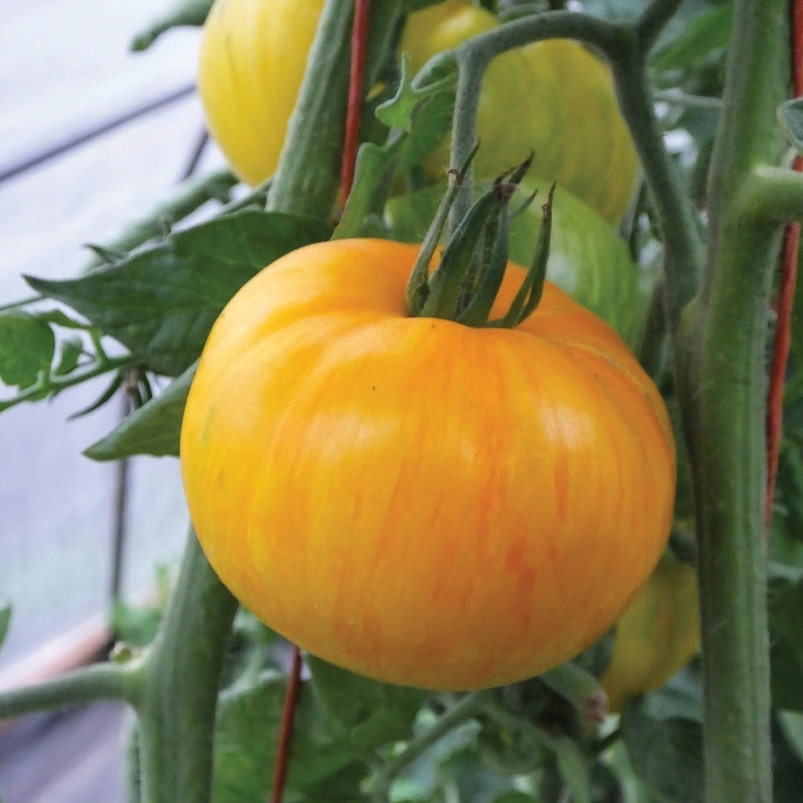 家具 tomato Pork Chop Tomato – MIgardener