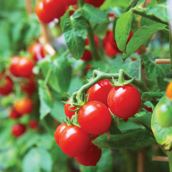 42 Day Tomato – MIgardener