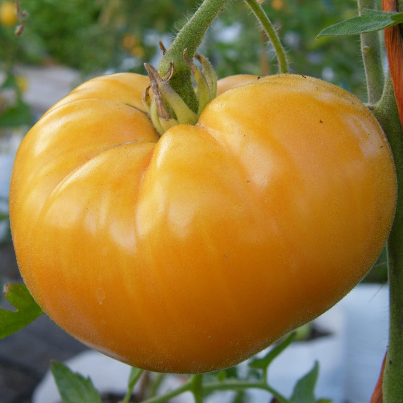 Beefsteak Yellow Tomato