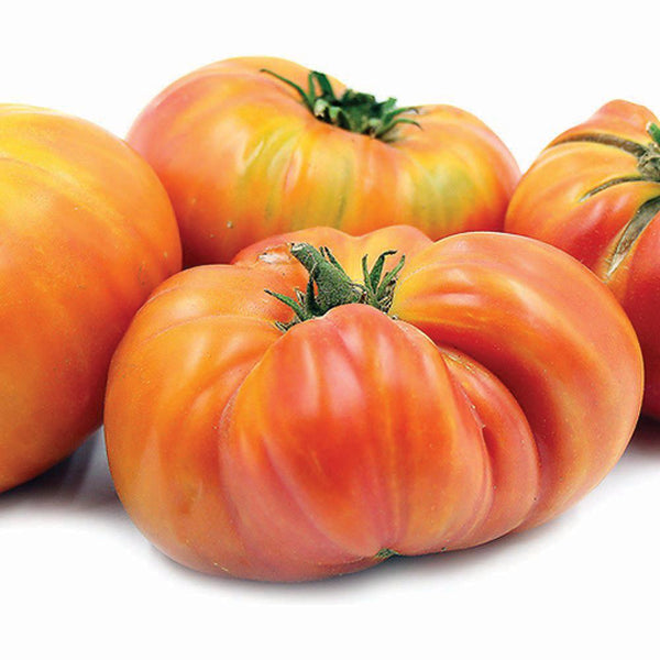 Hillbilly Tomato – MIgardener