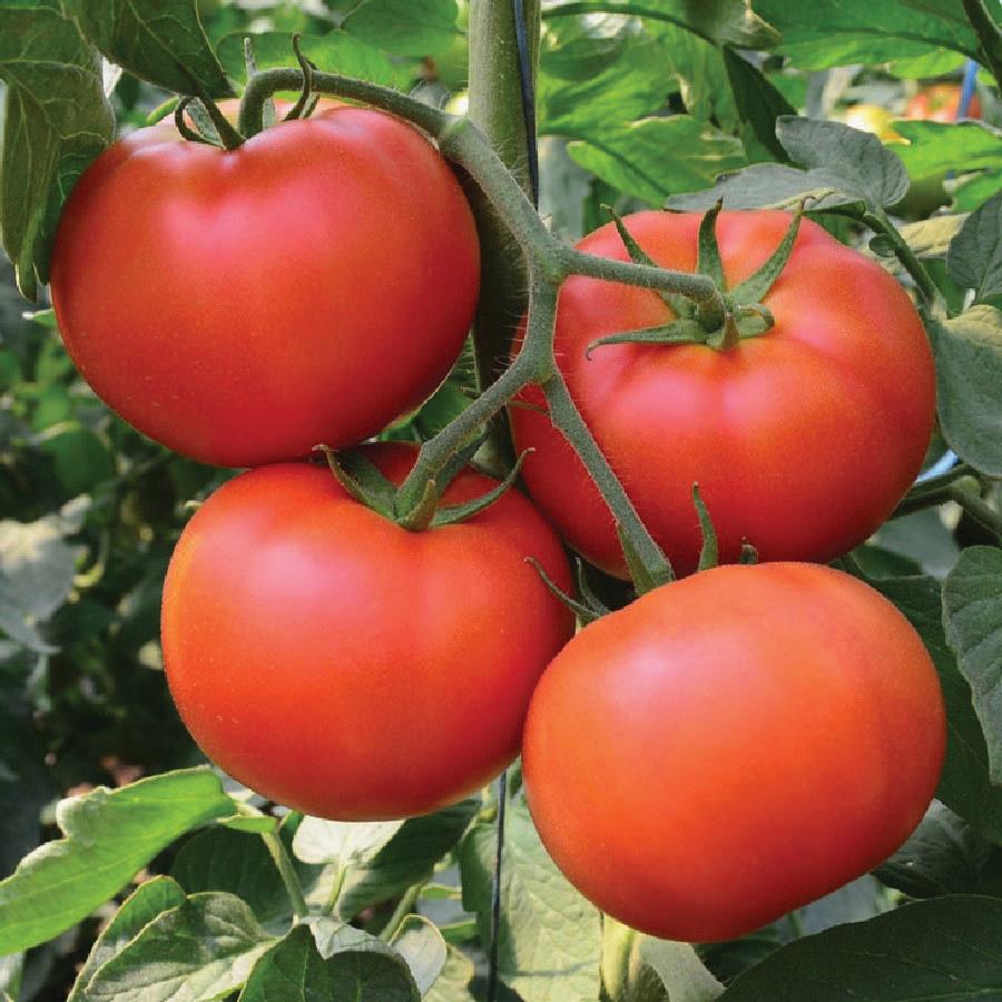 Homestead Tomato – MIgardener