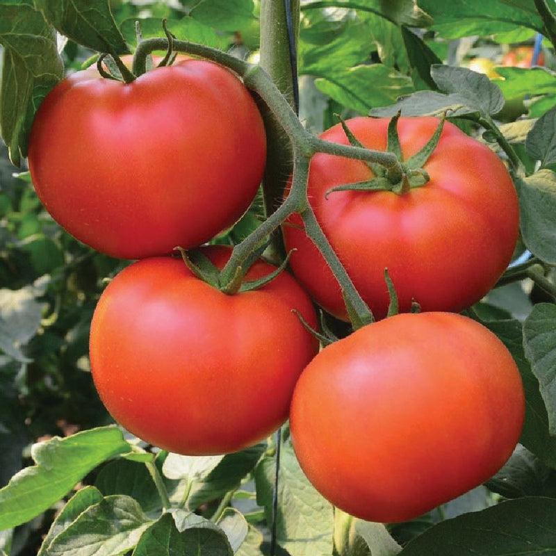 Homestead Tomato