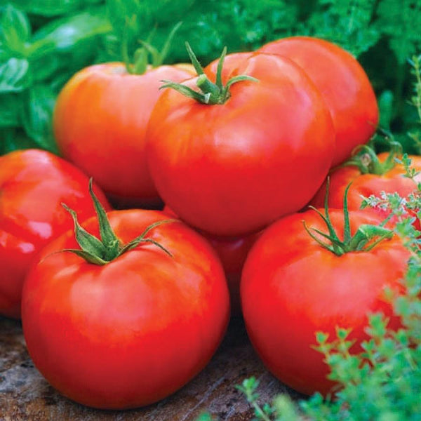 Ace 55 Tomato – MIgardener