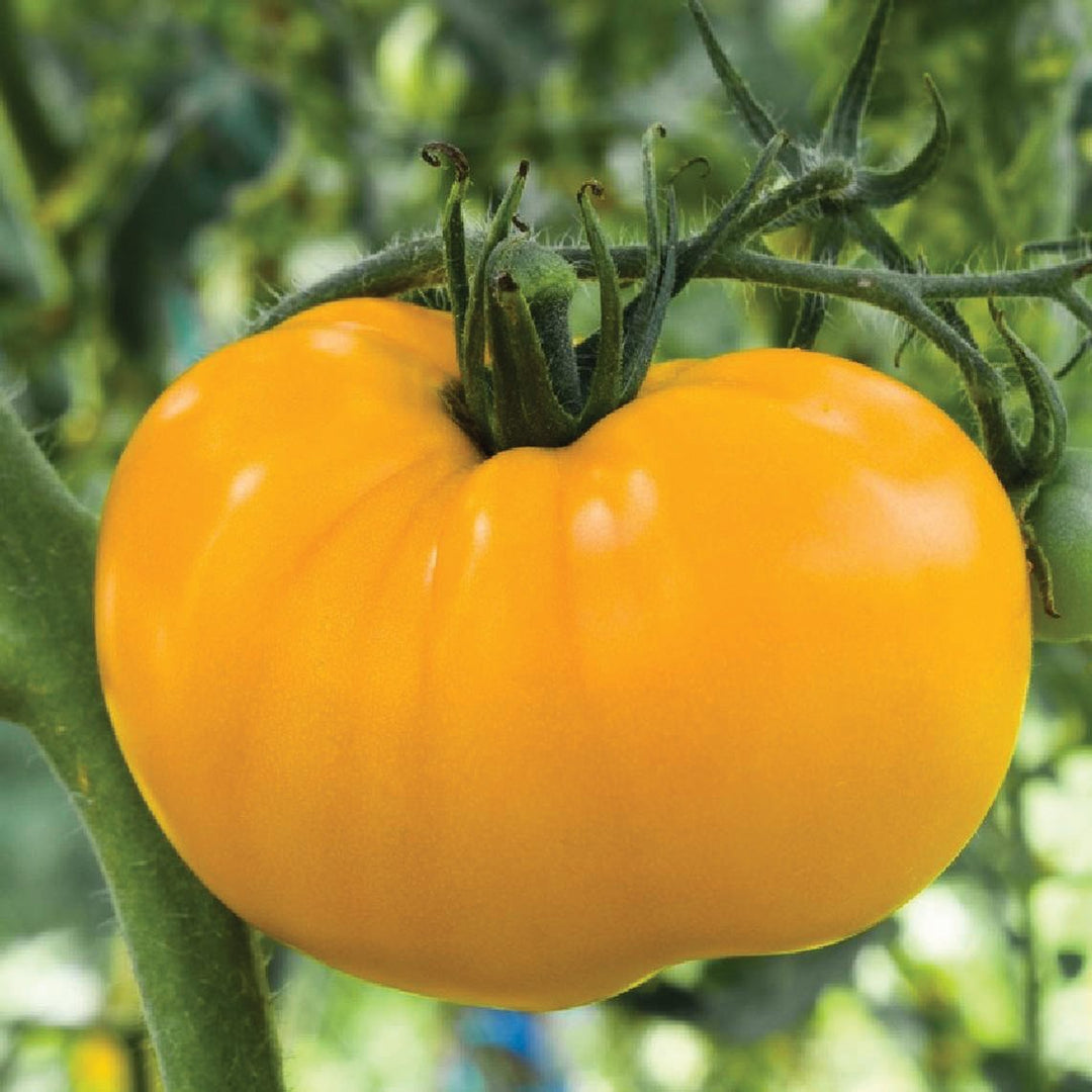Azoychka Tomato – MIgardener