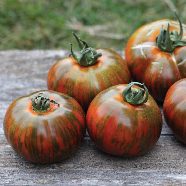 【tomato】 Chocolate Stripes Tomato – MIgardener